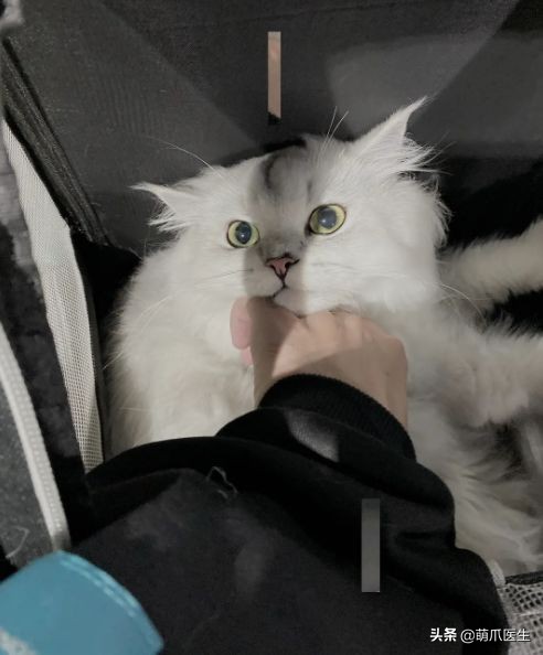 go猫粮吃了拉黄水,go猫粮吃了会黑下巴吗