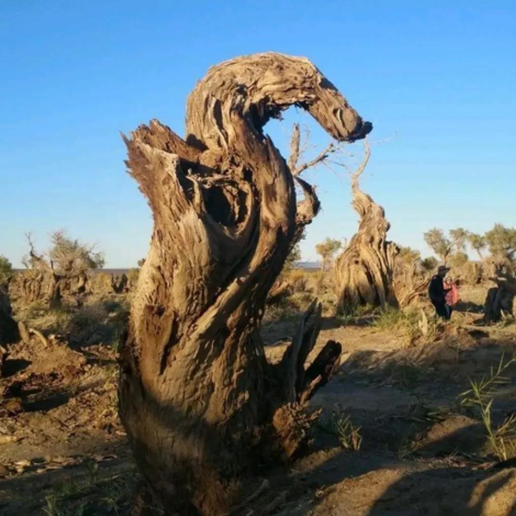 看看*疆新**哈密伊吾值不值得你去？,1