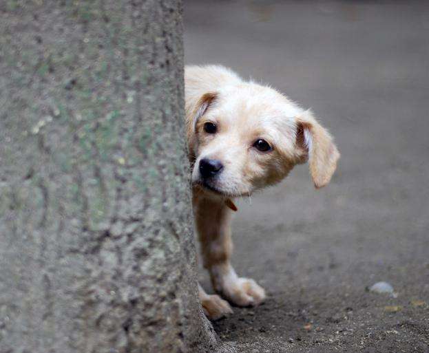 一只被遗弃的小猫在这里乞讨,一只被遗弃的小狗终日流浪在街头