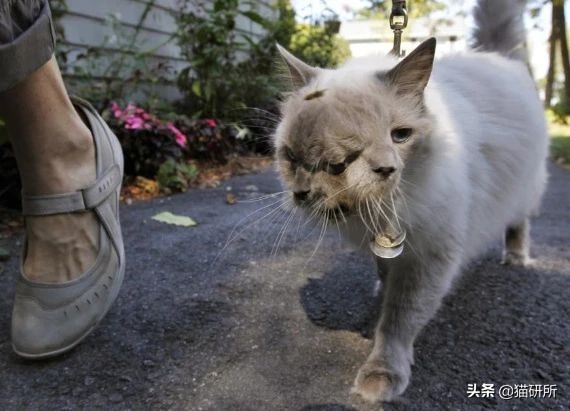 可爱又萌的小奶猫,软萌小奶猫全部视频