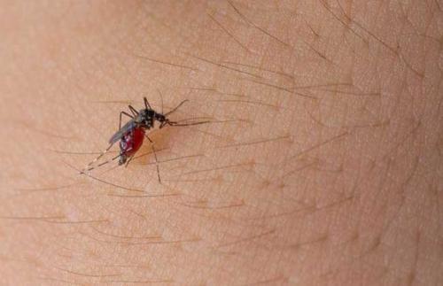 蚊虫叮咬的包怎么才能快速消下去,蚊虫叮咬起的包怎么快速消除