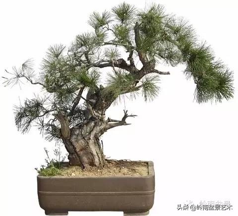 盆景造型图解黑松盆景,盆景黑松怎么养护