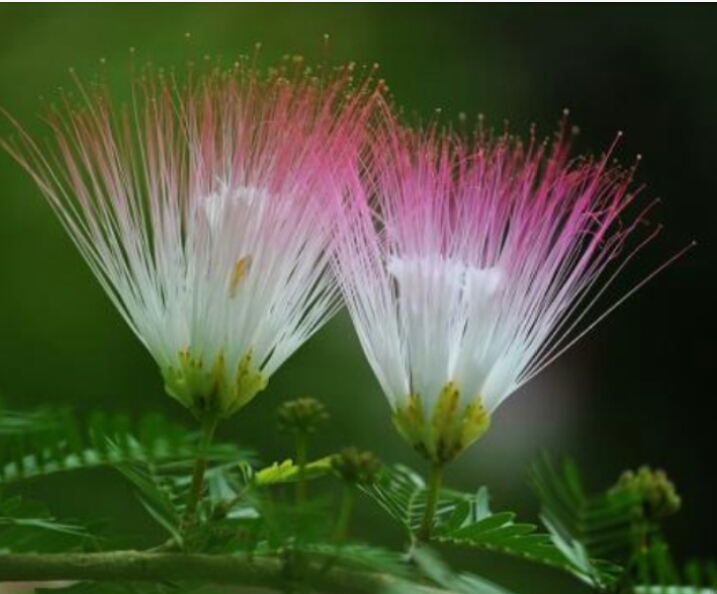 *欢合**花：花美叶美、有色有香的*欢合**花，管理与栽培