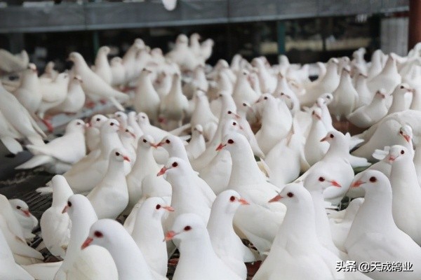 提高种鸽下蛋质量的方法,怎么提高鸽子的产蛋率