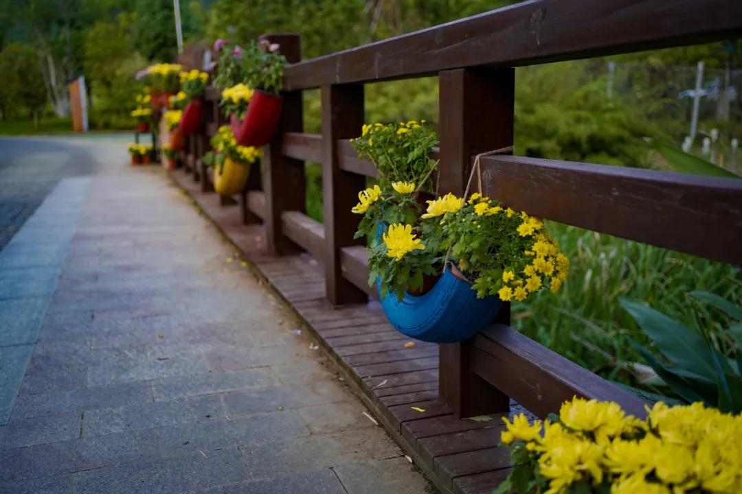 藏不住了！国庆苏州这片花海美哭了！大人小孩玩到不想走