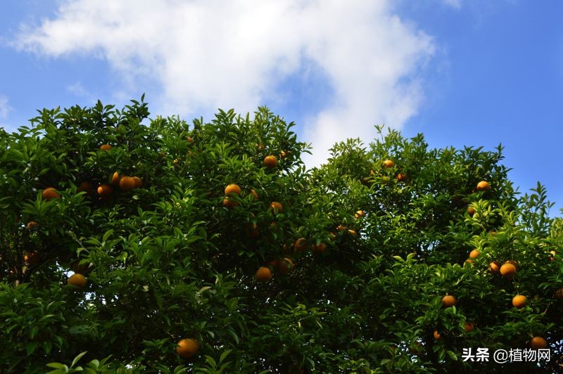 柑橘去酸最好的方法,柑橘成熟后是酸的怎么变甜