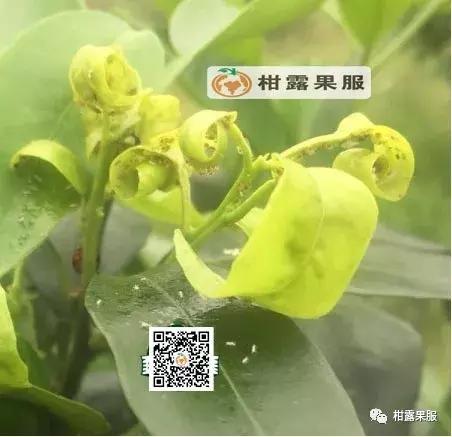 柑橘的常见病虫害和预防方法,柑橘新叶卷曲是什么虫害如何防治