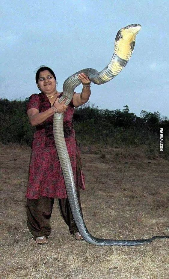 陆栖毒蛇毒性排行,毒蛇毒性分类