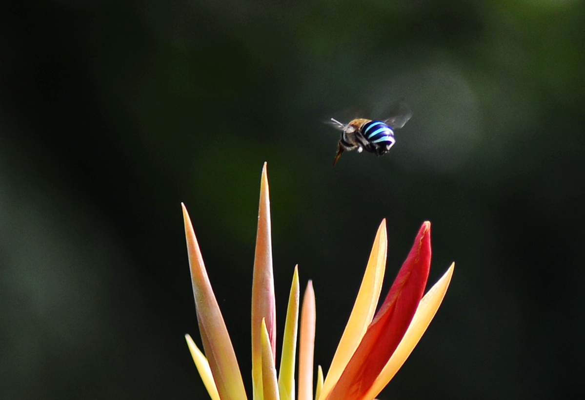 蜜蜂的美丽高清图片大全,蜜蜂高清照