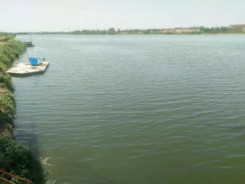 八种常见水产养殖水质！速来辨别你的池塘