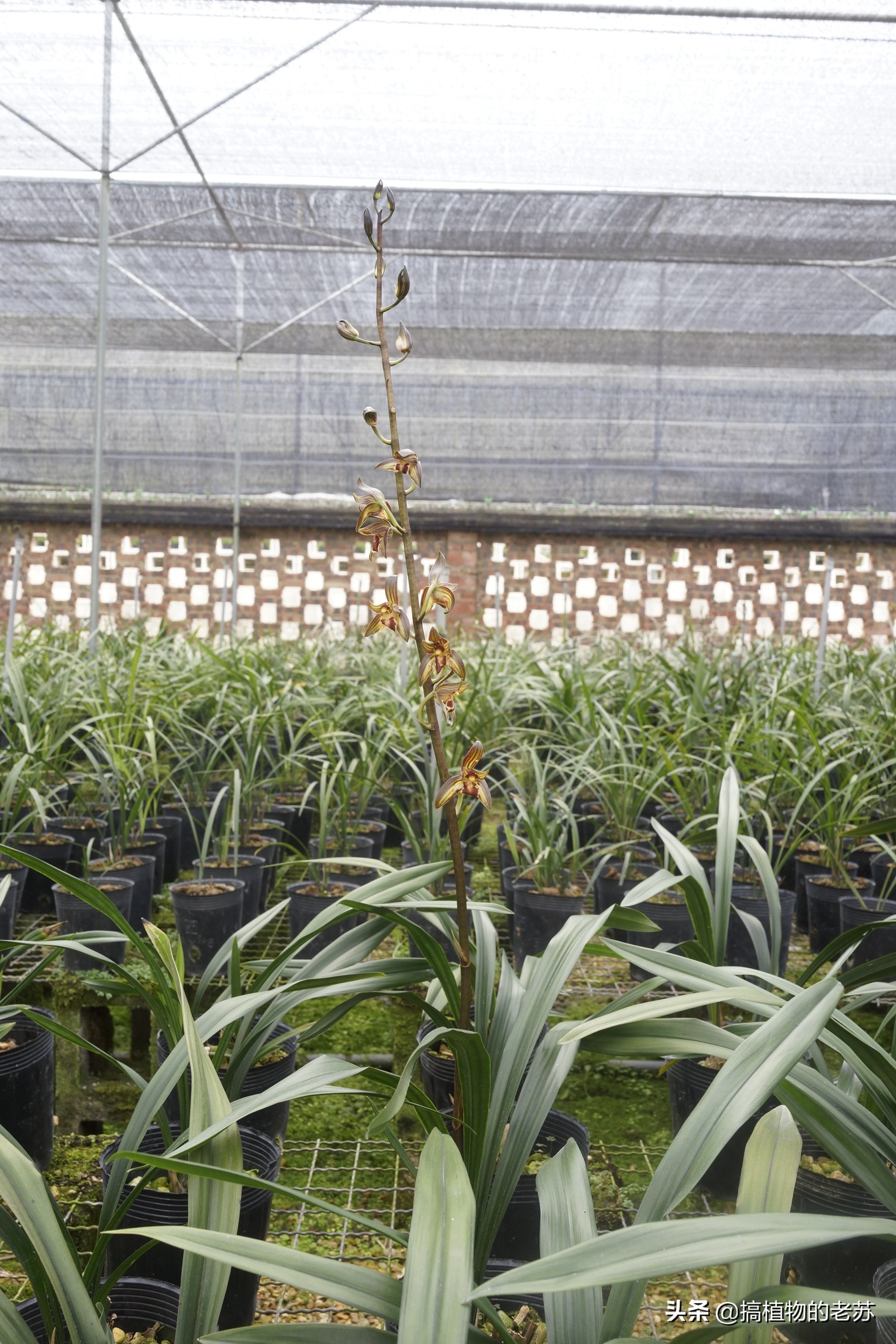 带你看兰花,带你看看蝴蝶兰