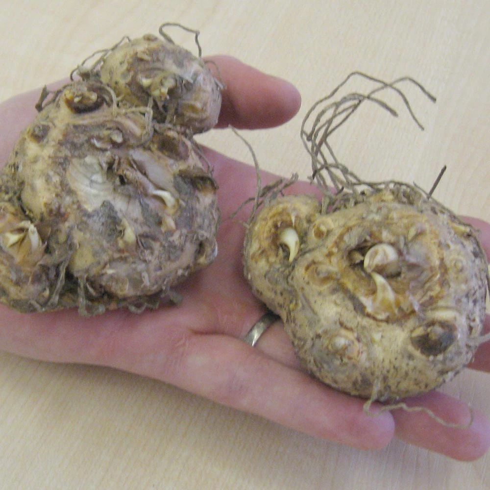 马蹄莲盆栽养殖方法和注意事项,马蹄莲的块茎一定要挖出来吗