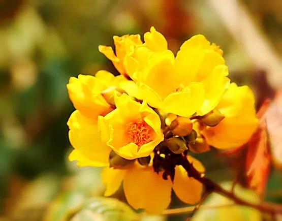 弯子木~花朵鲜黄色,簇生,酷似山茶科的金花茶,非常漂亮。