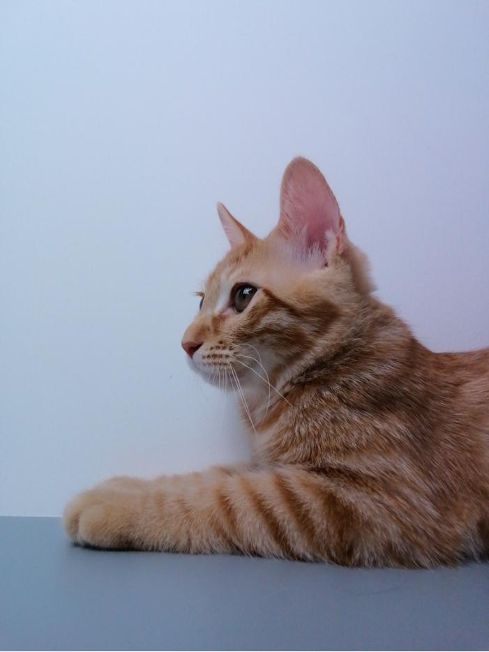 华为儿童手表4x使用测评,华为儿童手表4x定位测试