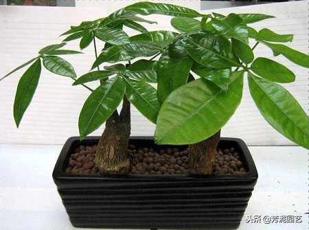 发财树叶子上长白斑怎么治,发财树长白斑怎么办