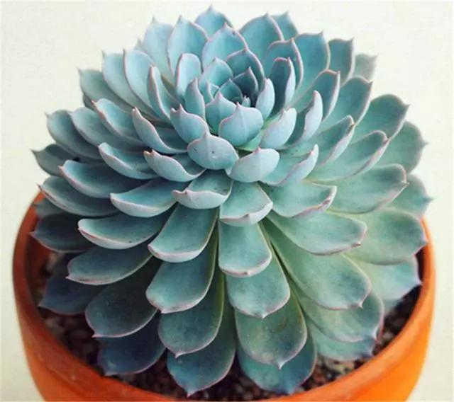 蓝石莲多肉最好看,多肉界的颜值天花板