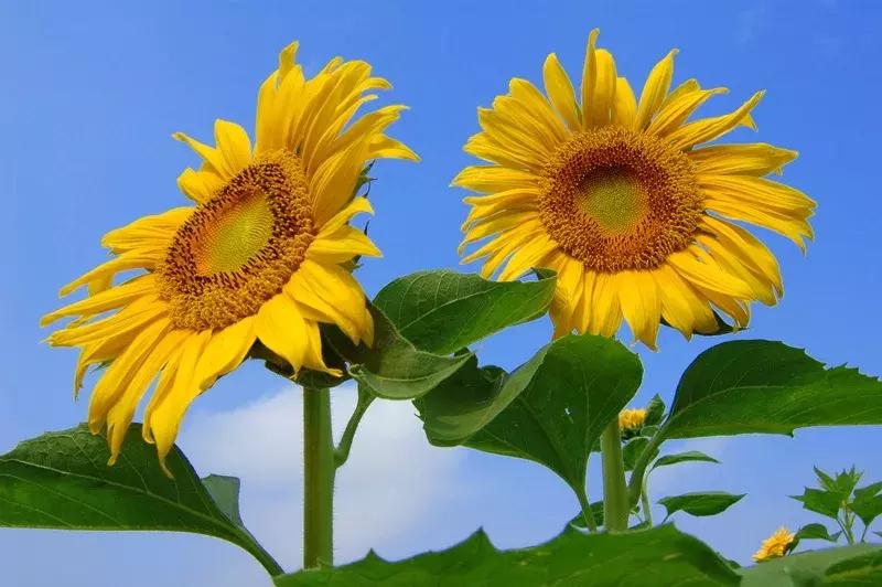 小学数学组合图形求面积解题技巧,小学必须掌握的图形求面积十法