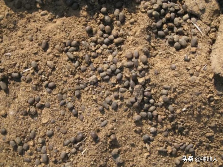 用羊粪做有机肥需要添加什么材料,如何利用羊粪制作有机肥