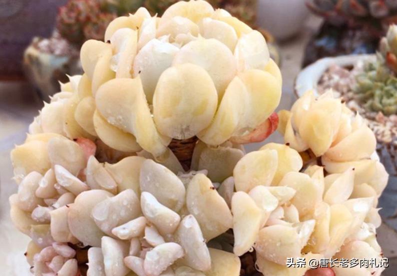 多肉特玉莲耐冻吗,多肉特玉莲叶片是心形吗