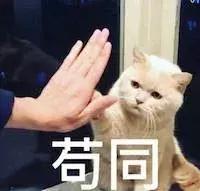 夏季猫咪待在阳台怎么降温,猫咪物理降温正确方法