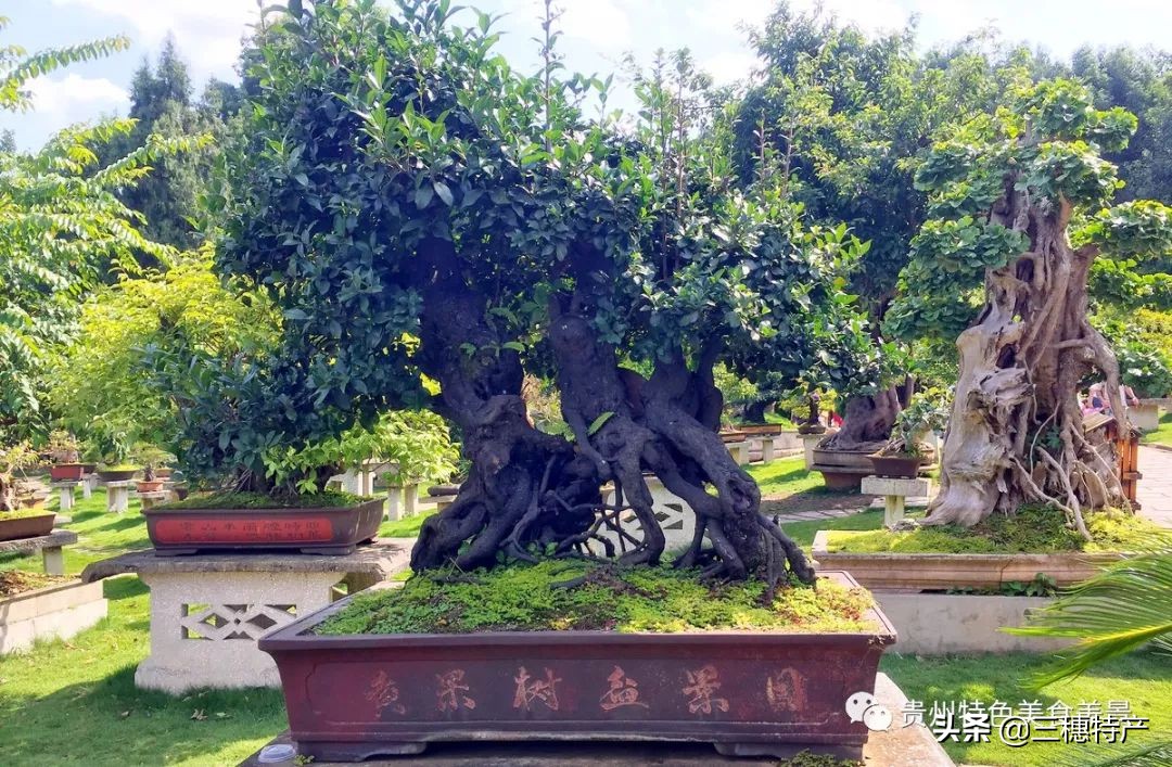 黄果树瀑布游玩攻略费用多少,贵州黄果树瀑布千户苗寨旅游攻略