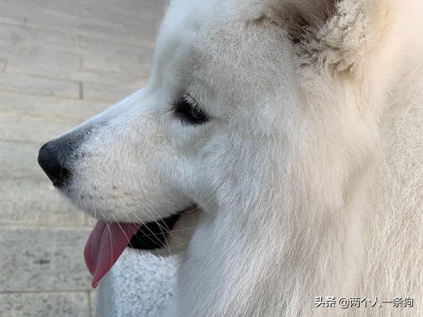 怎样保持萨摩耶洁白的毛,怎么保养萨摩毛发