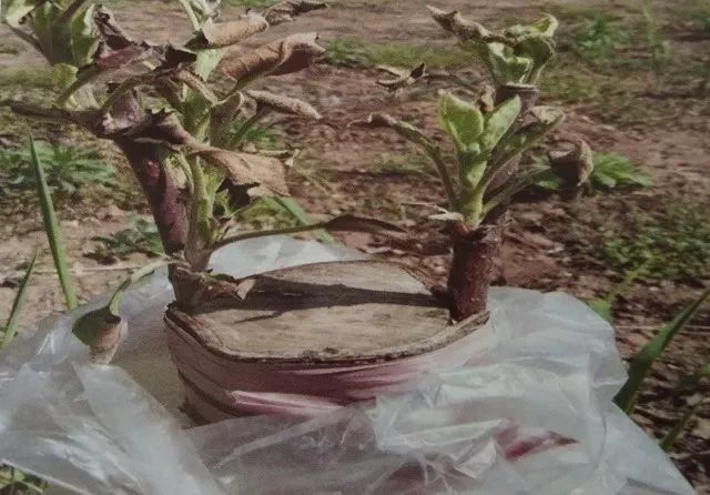 低产苹果树的改造方法,老富士苹果树改造