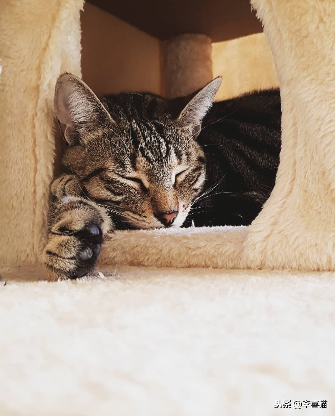 猫咪怀孕铲屎官要怎么办,猫咪怀孕生娃吃什么