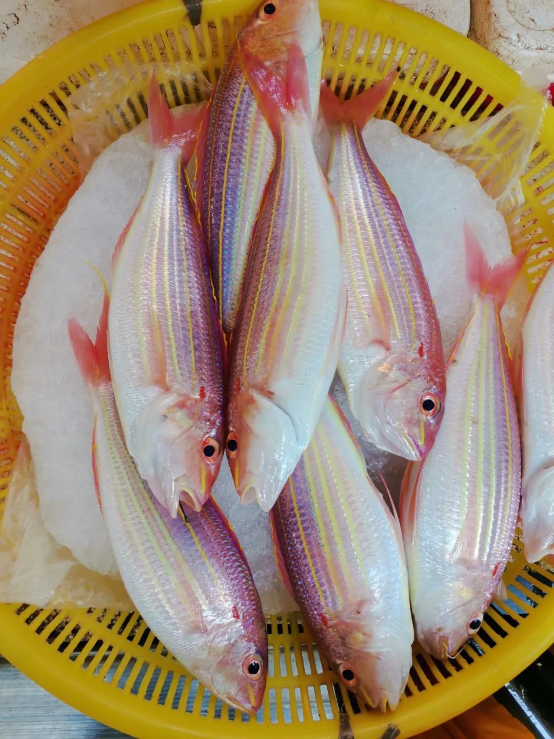 开海季都有什么海鲜,开海了这些生猛海鲜