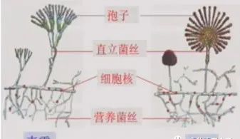 济南版八年级上册生物知识点归纳,八年级上册生物期末必考的知识点