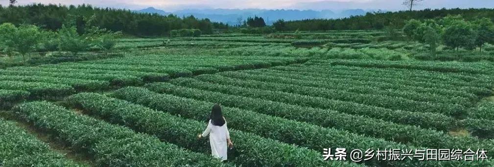 农学院对乡村振兴的促进作用,半农学院