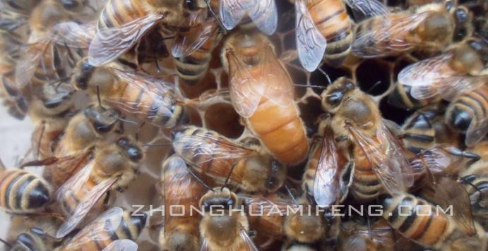 蜜蜂养殖技术中级教程,蜜蜂养殖专业技术书