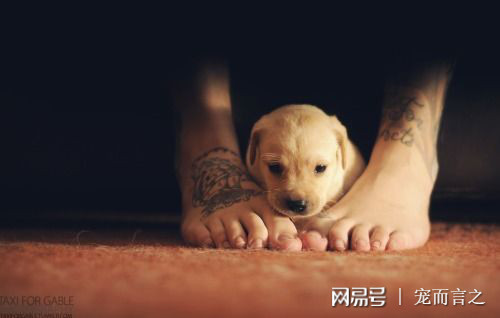 狗狗来月经要注意什么,狗狗来月经了要注意什么事项