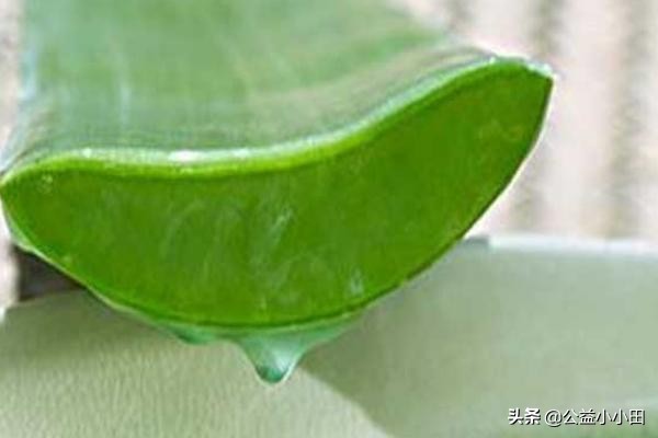 芦荟祛痘怎么做,祛脸上痘痘芦荟配方