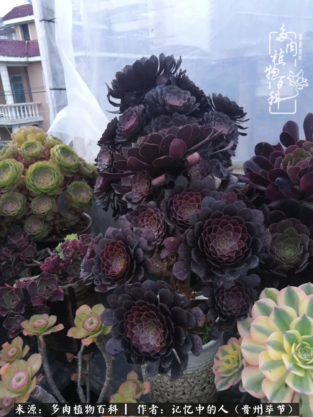 我心中的玫瑰原唱,我心中的玫瑰全部歌曲