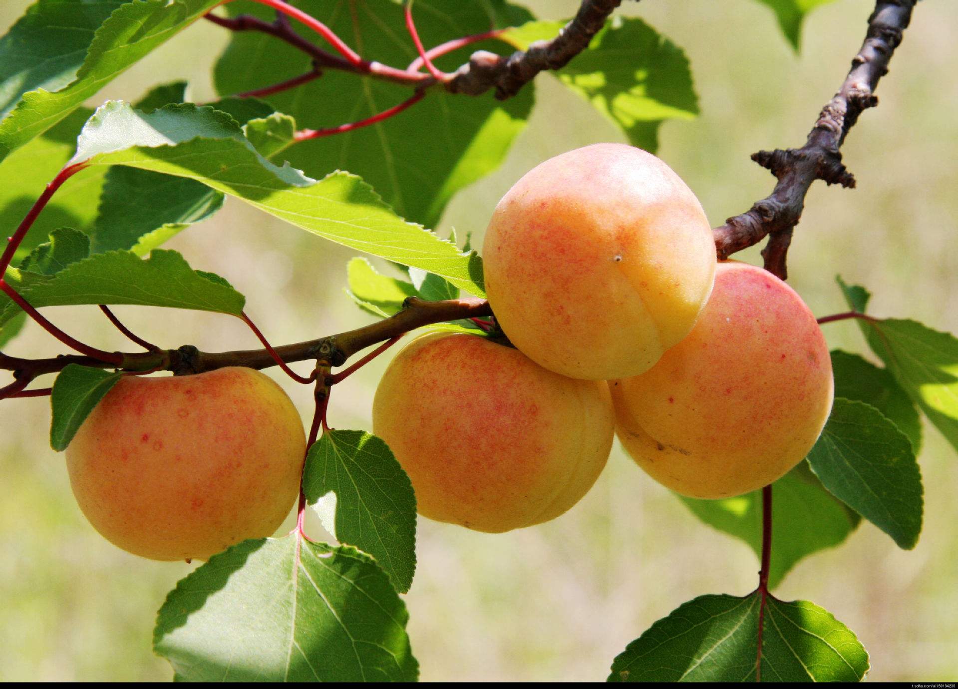 清华学霸讲数学全集,清华学生理综300分