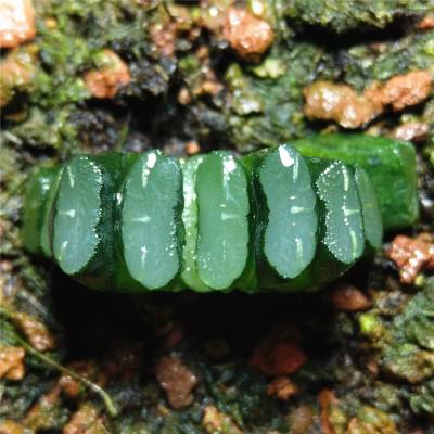 玉扇怎么判断品相,什么玉扇品种最好