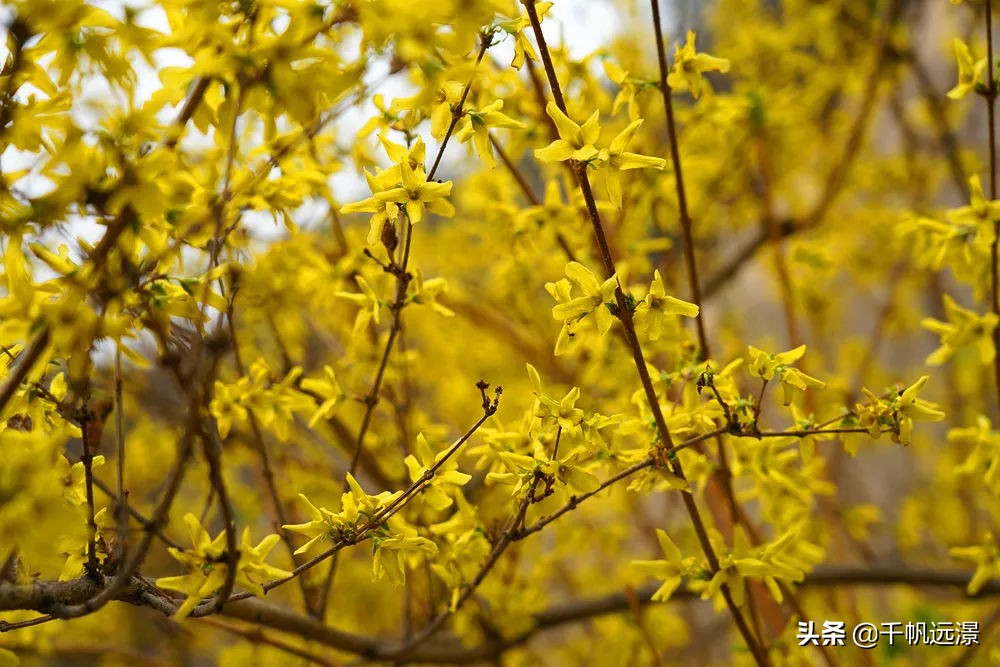 阳春四月迎来春,阳春四月槐花香