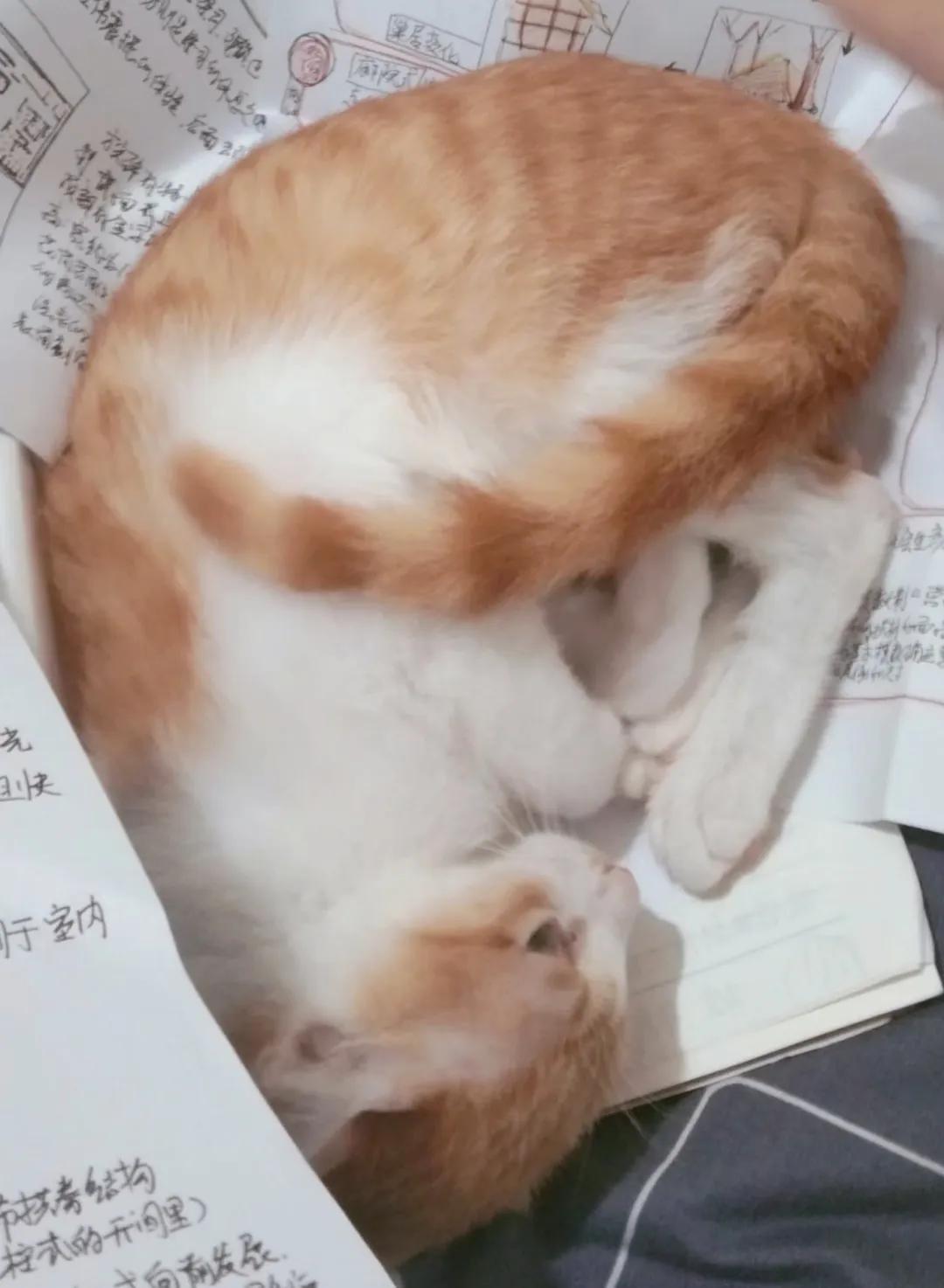 和宠物交流说什么,宠物谈恋爱怎么回事