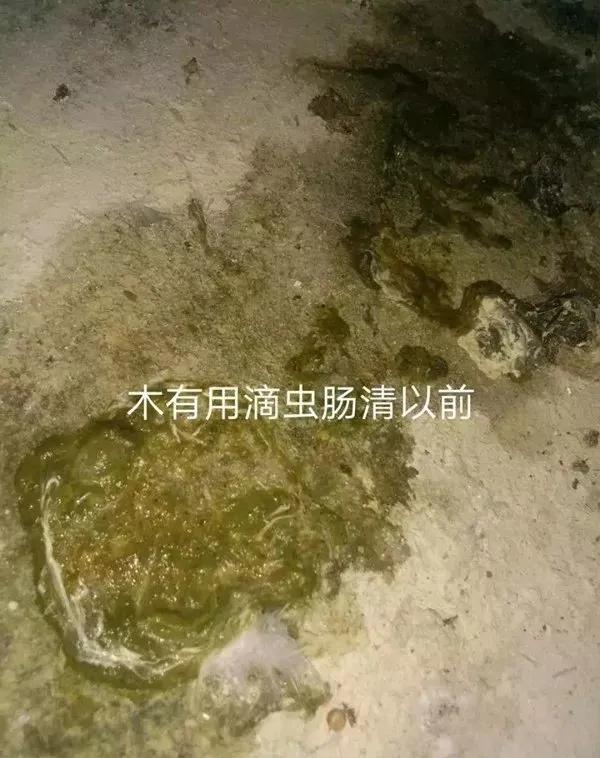 乳鸽死亡怎么办,乳鸽为什么15天突然死亡