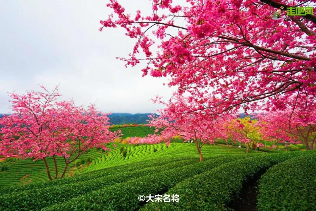 过年了你的爱车清洗了吗,新春要把你的爱车打扮美美的