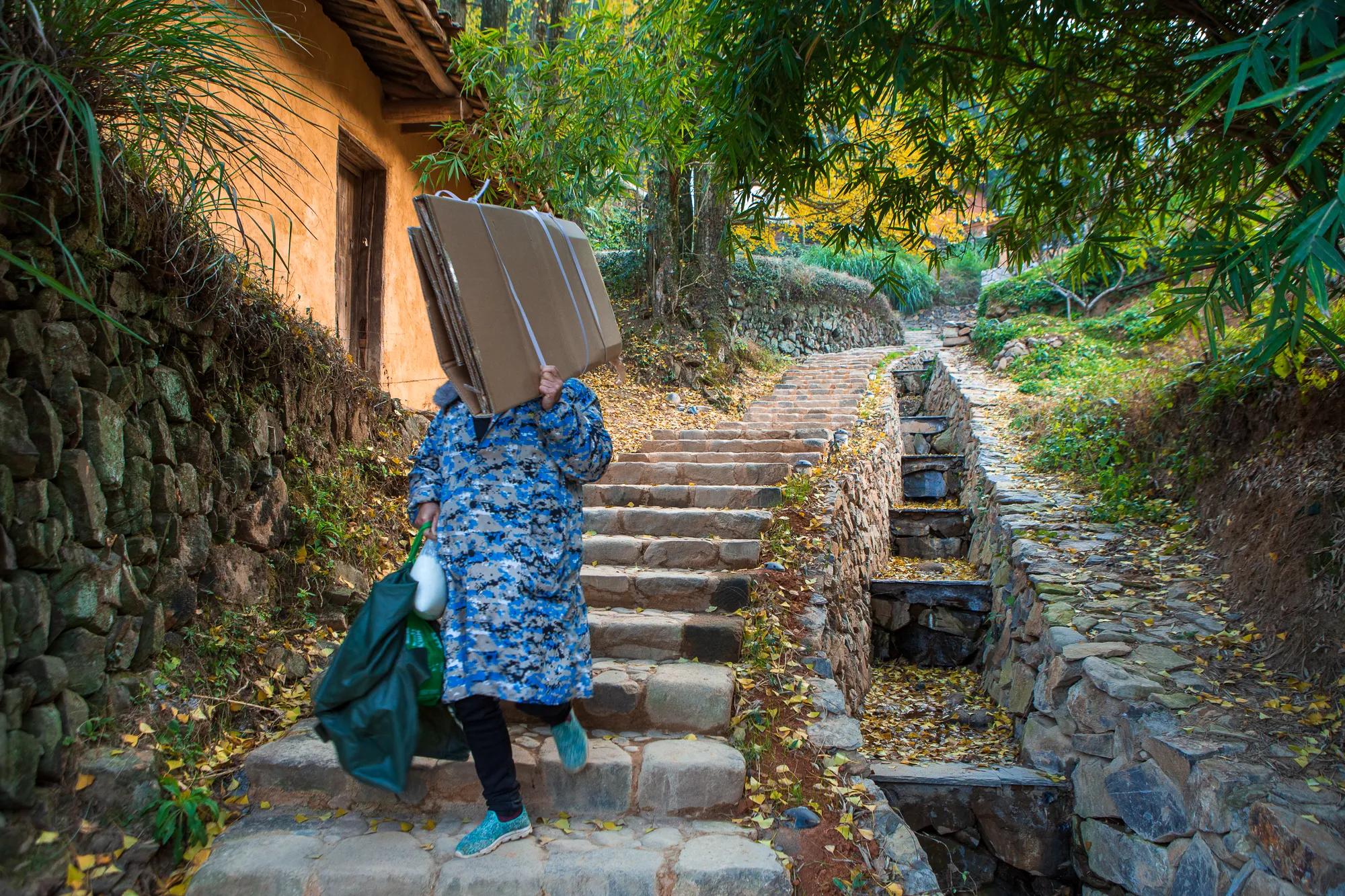 高岭古村银杏,高岭乡高岭村