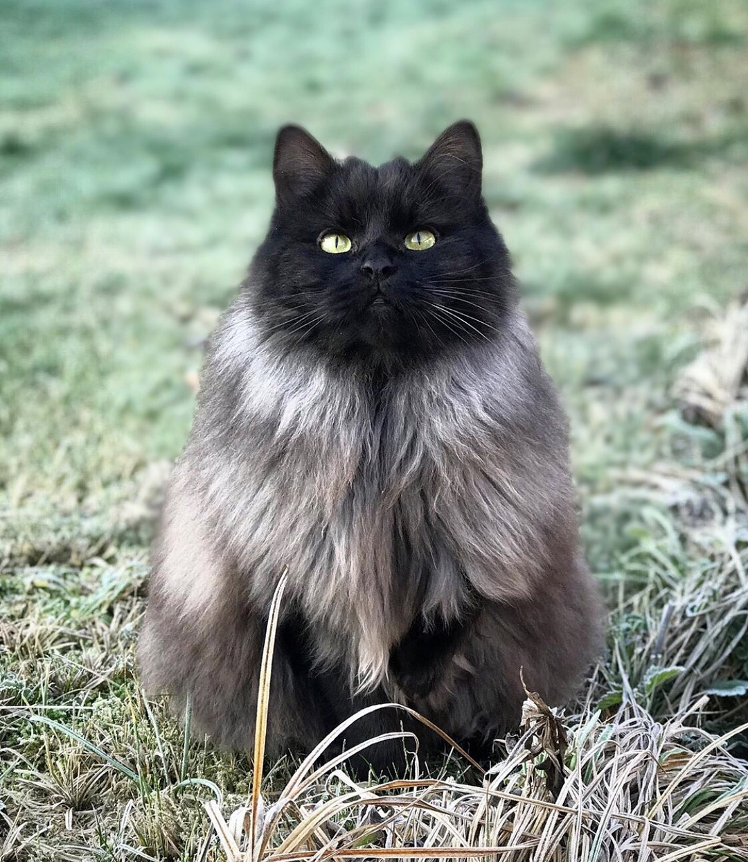 猫咪眼睛结膜炎的症状及治疗方法,猫咪结膜炎和horner综合征