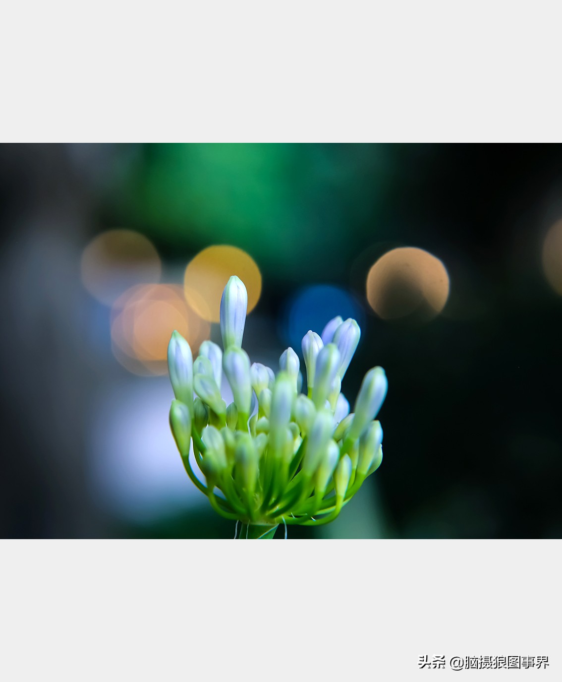 佳能24105红圈镜头测评,佳能24105红圈镜头价位