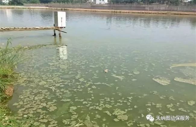 天气多变池塘容易产生倒藻,天气突然变冷鱼塘怎么会死鱼
