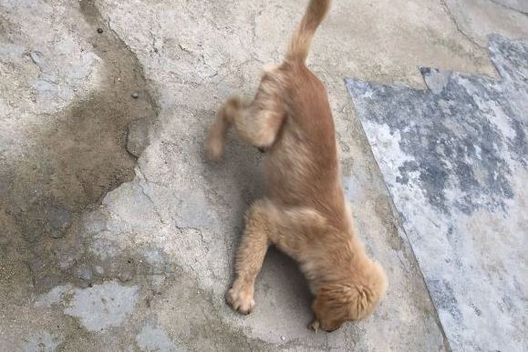 金毛在户外玩耍,金毛在家无聊到疯