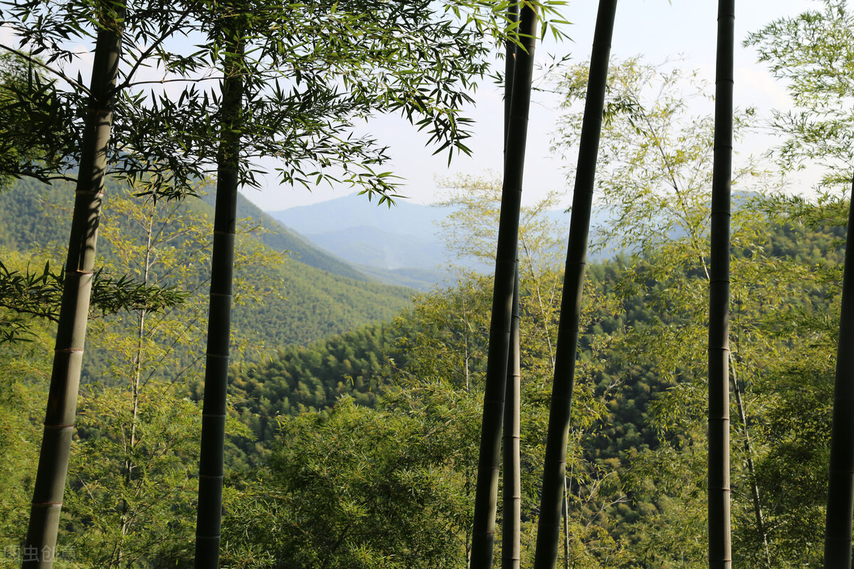 广德市的经济发展，竹子有贡献吗？这都是广德人不说的秘密