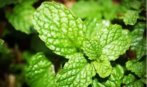 开车困得直打哈欠,开车困的时候掐哪里