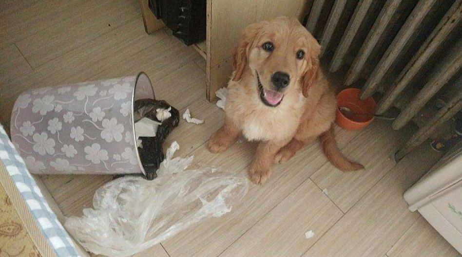 狗狗爱翻垃圾桶怎么训练,狗狗翻垃圾桶怎么纠正