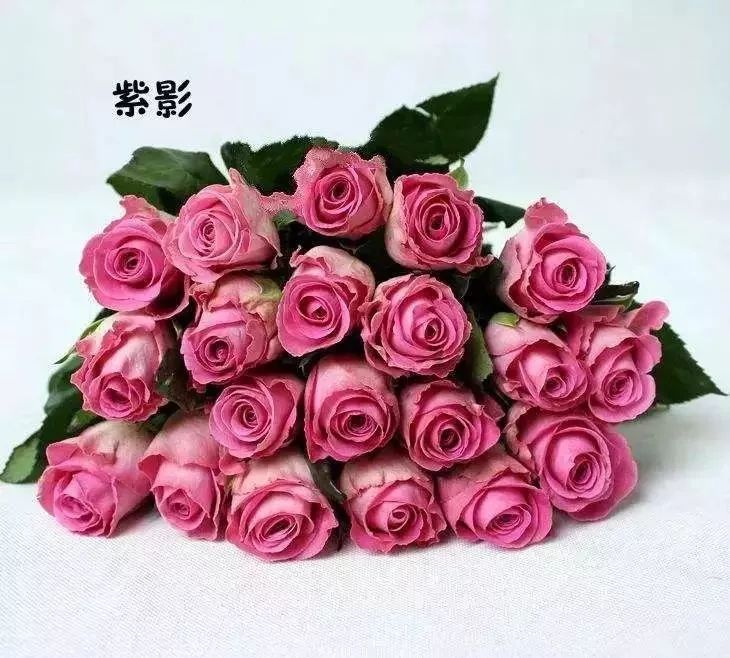 一万年一次的2020520;一起认识100种玫瑰~别送错啊